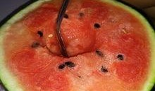 每日吃瓜 今日吃瓜热门大瓜必看大瓜网红,揭秘今日热门大瓜，网红瓜王争霸